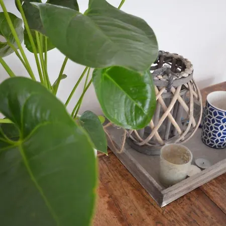 דירה 't Duinhuisje