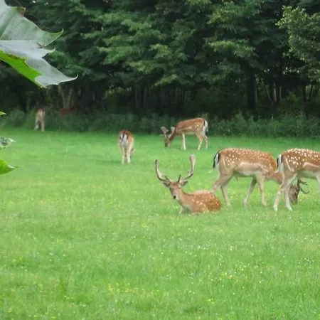 't Duinhuisje Apartamento Zandvoort
