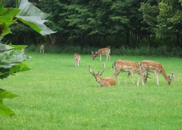 't Duinhuisje Apartment Zandvoort
